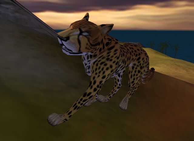 File:Cheetah.jpg