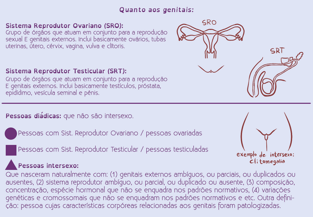 Arquivo:Esquema-genitais.png