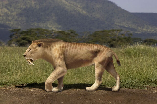 File:Smilodon populator rec.jpg