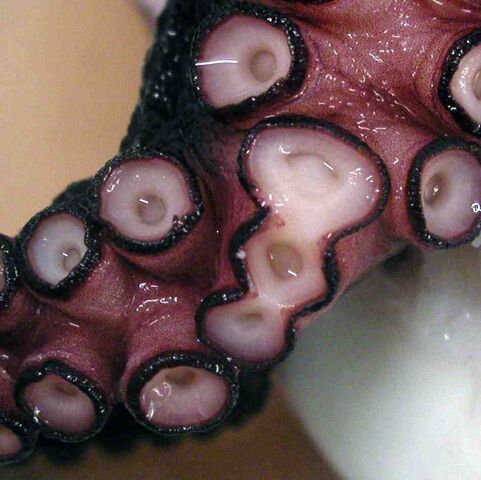 File:Octopus-sucker-deformity.jpg
