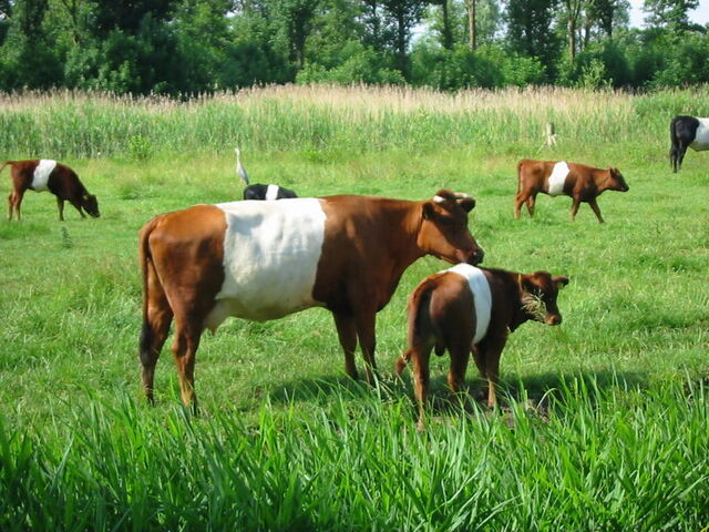 File:800px-Lakenvelder 20060620.jpg