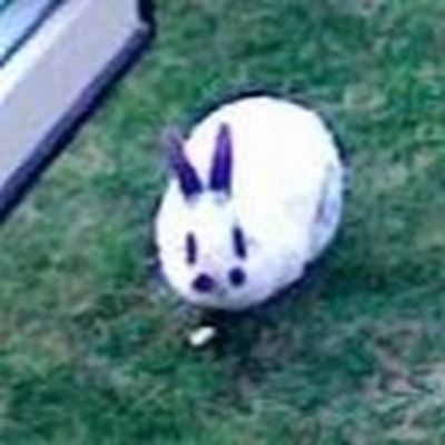 Walter rabbit.jpg