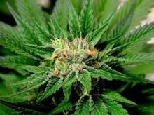 Cannabis2.jpg
