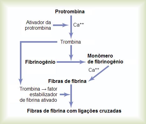 Arquivo:Coag33.jpg