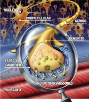 Figura4Sinapse