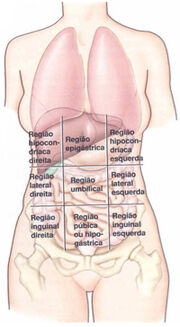 Abdomeanatomia2
