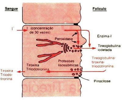 Tireoide4