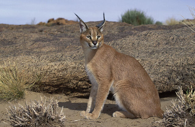 Archivo:Caracal.jpg