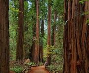 Redwood