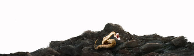 File:Initium Rattlesnake.jpg