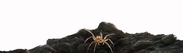 File:Smallspider.jpg