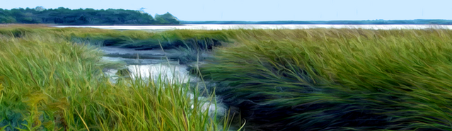 File:Banner---marsh1.png