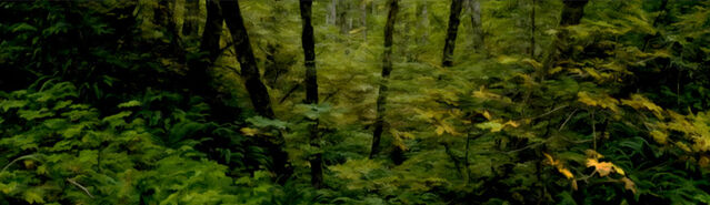File:Banner---dense-forest1.jpg