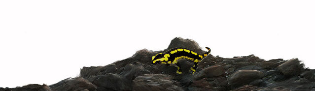 File:Initium Newt.jpg