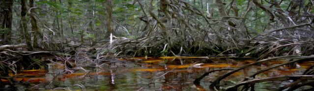 File:Banner---swamp3.jpg