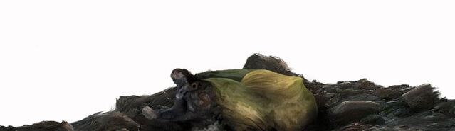 File:Initium Eel.jpg