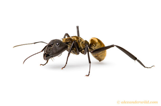 File:Sericeiventris4-L.jpg