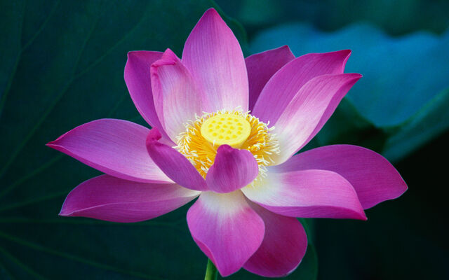 File:Pink Lotus Flower.jpg