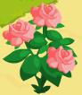 Pink roses