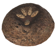 Egg Nest The Isle