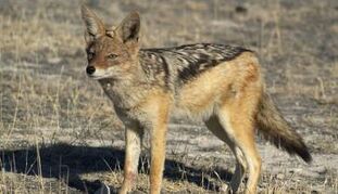 364px-Black backed jackal large