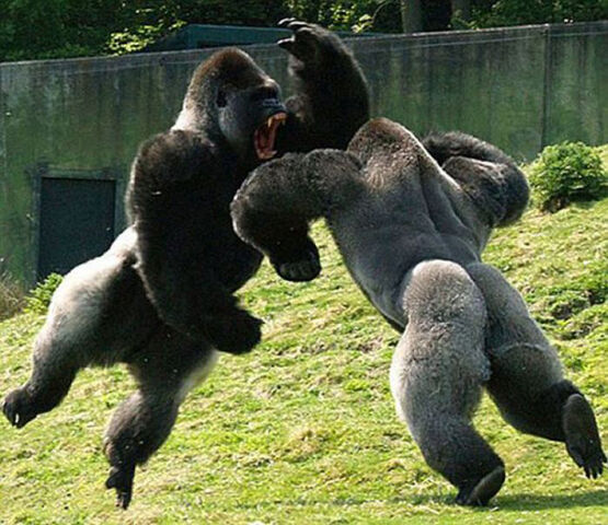File:Animals3.jpg