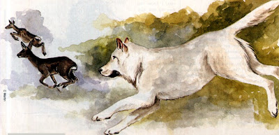 Richmond Park White Dog, C Martin