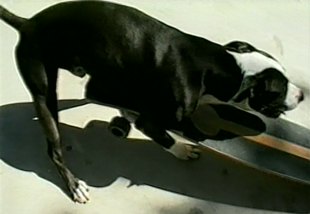 File:Dog humping skateboard.png
