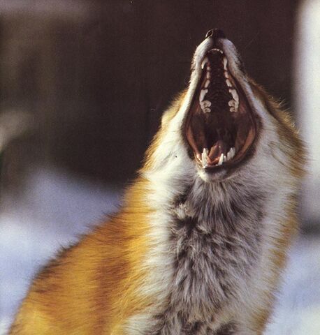 File:Redfox TeethShowoff.jpg