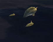 NARWALS.png