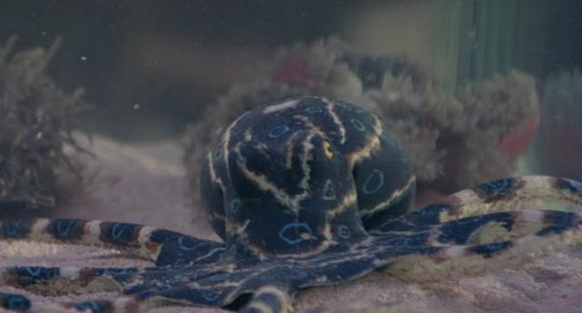 File:Octopussy.png