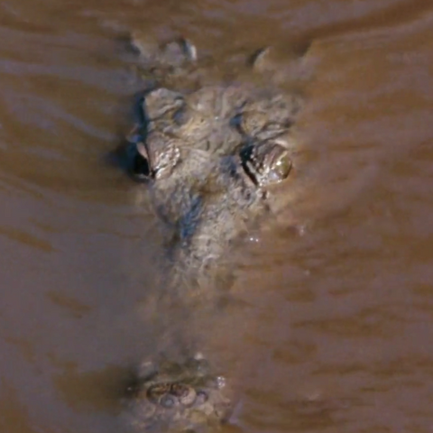 File:Albert (Crocodile) - Profile.png