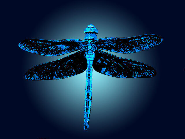File:Dragonfly Fun Logo.jpg