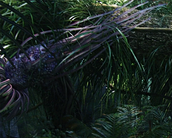 File:Sol's Delight movie.png