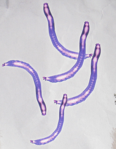 File:Glow Worms.png
