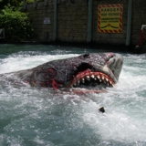 USF shark