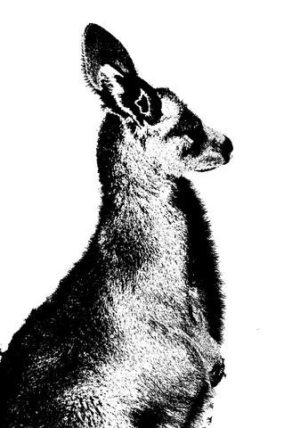 File:Kangaroo Silhouette.jpg