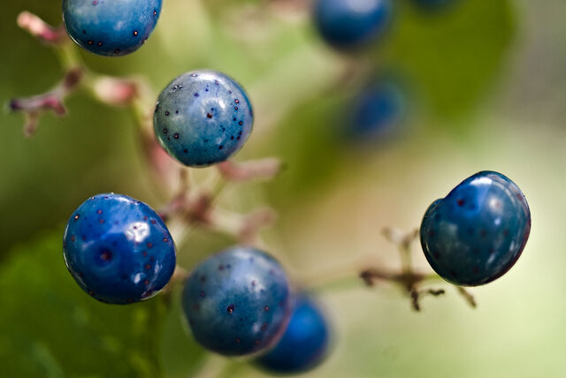 File:Berry.jpg