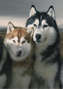 SiberianHuskiesPicture