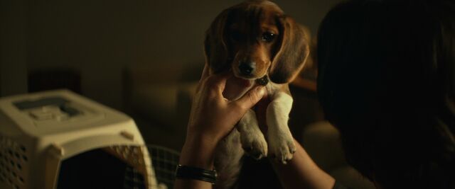 File:Daisy John Wick 001.jpg
