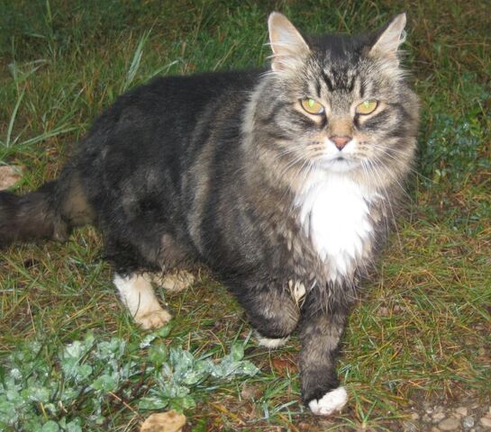 File:Oakstripe.jpg