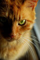 Thumbnail for version as of 23:14, February 17, 2012