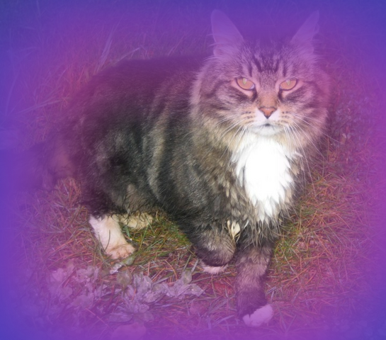 File:Oak.starclan.png