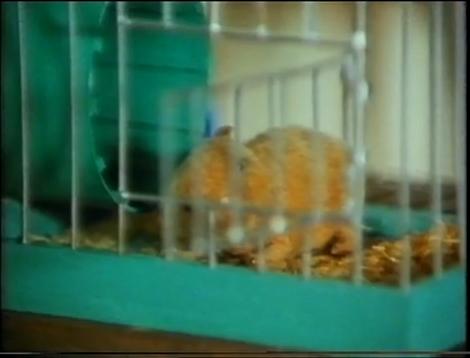 File:Hamster.JPG