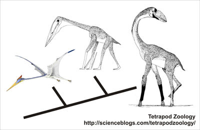 How azhdarchids evolved flightlessness