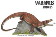Megalania