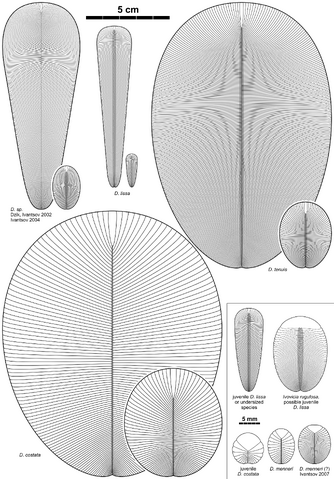 File:Dickinsonia species 2.png