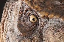 The Trex's Eyes