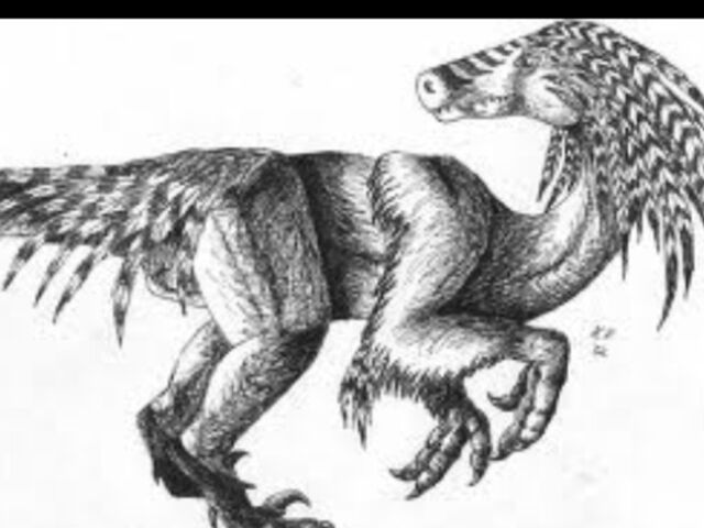 File:Featheredraptor13.jpg