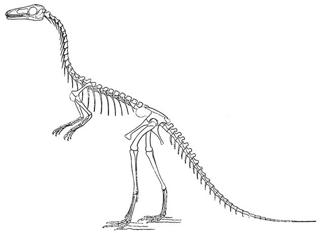 File:1024px-Compsognathus longipes.jpg